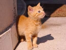 Ovo je verovatno neka cica maca